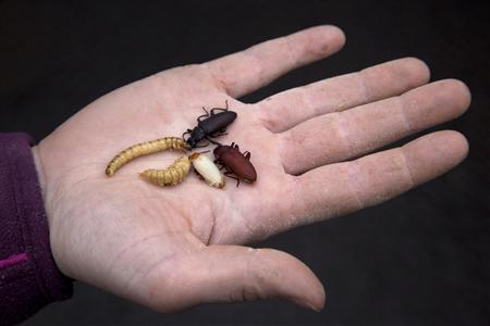 To match Reuters Life! FOOD-INSECTS/