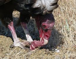 Photo by Tom Nichols, Fairfield, CA found http://www.ibabuzz.com/garybogue/2011/09/02/turkey-vulture-up-close-and-personal/