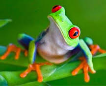 You don't look like a frog! Google Image