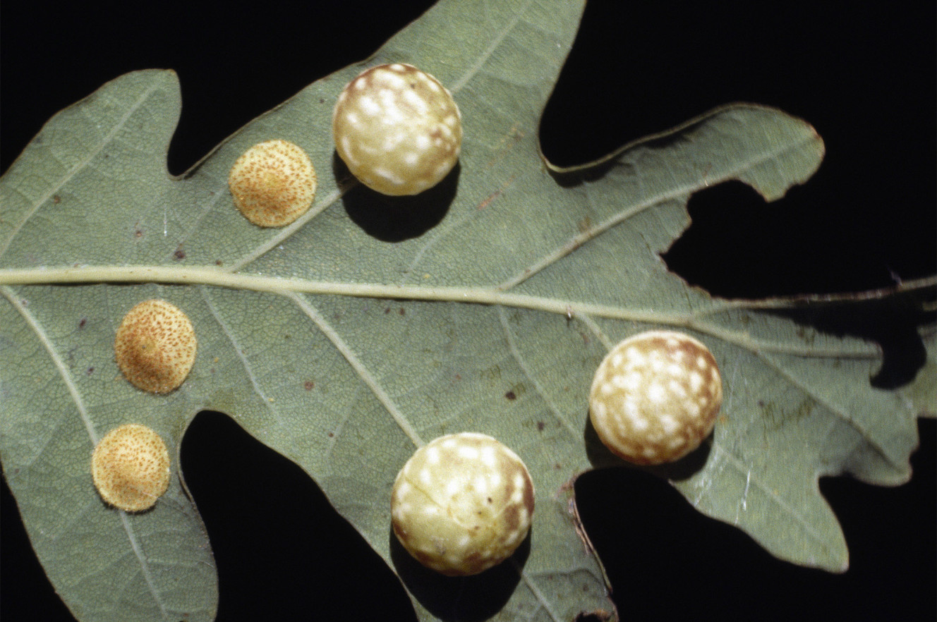 170601-wasp-nest-vagina