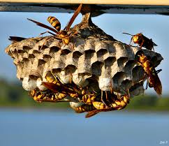 Wasp nest.jpg